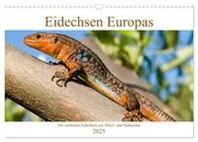 CALVENDO / Simlinger |  Eidechsen Europas (Wandkalender 2025 DIN A3 quer), CALVENDO Monatskalender | Sonstiges |  Sack Fachmedien