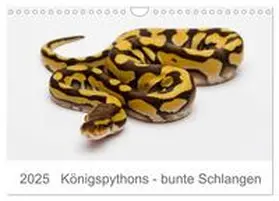 CALVENDO / Lang |  Königspythons - bunte Schlangen (Wandkalender 2025 DIN A4 quer), CALVENDO Monatskalender | Sonstiges |  Sack Fachmedien