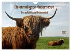 CALVENDO / Kleemann |  Die anmutigste Rinderrasse - Das schottische Hochlandrind (Wandkalender 2025 DIN A4 quer), CALVENDO Monatskalender | Sonstiges |  Sack Fachmedien