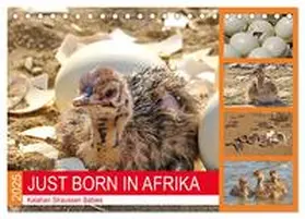 CALVENDO / Fraatz |  JUST BORN IN AFRIKA Kalahari Straussen Babies (Tischkalender 2025 DIN A5 quer), CALVENDO Monatskalender | Sonstiges |  Sack Fachmedien
