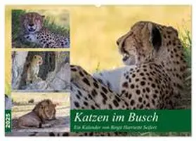 CALVENDO / Harriette Seifert |  Katzen im Busch (Wandkalender 2025 DIN A2 quer), CALVENDO Monatskalender | Sonstiges |  Sack Fachmedien