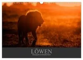 CALVENDO / Krutz |  Löwen Wildlife-Fotografien (Wandkalender 2025 DIN A3 quer), CALVENDO Monatskalender | Sonstiges |  Sack Fachmedien
