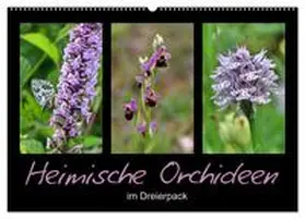 CALVENDO / Löwer |  Heimische Orchideen im Dreierpack (Wandkalender 2025 DIN A2 quer), CALVENDO Monatskalender | Sonstiges |  Sack Fachmedien