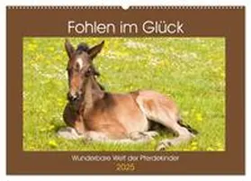 CALVENDO / Bölts |  Fohlen im Glück - Wunderbare Welt der Pferdekinder (Wandkalender 2025 DIN A2 quer), CALVENDO Monatskalender | Sonstiges |  Sack Fachmedien