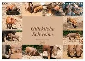 CALVENDO / Bölts |  Glückliche Schweine Berkshire-Iberico Ferkel (Wandkalender 2025 DIN A4 quer), CALVENDO Monatskalender | Sonstiges |  Sack Fachmedien