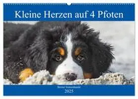 CALVENDO / Starick |  Kleine Herzen auf 4 Pfoten - Berner Sennenhunde (Wandkalender 2025 DIN A2 quer), CALVENDO Monatskalender | Sonstiges |  Sack Fachmedien