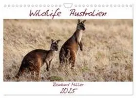 CALVENDO / Müller |  Wildlife Australien (Wandkalender 2025 DIN A4 quer), CALVENDO Monatskalender | Sonstiges |  Sack Fachmedien