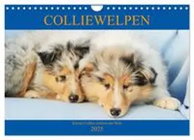 CALVENDO / Starick |  Colliewelpen - kleine Collies erobern die Welt (Wandkalender 2025 DIN A4 quer), CALVENDO Monatskalender | Sonstiges |  Sack Fachmedien