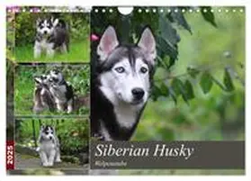 CALVENDO / Mielewczyk |  Siberian Husky - Welpenstube (Wandkalender 2025 DIN A4 quer), CALVENDO Monatskalender | Sonstiges |  Sack Fachmedien