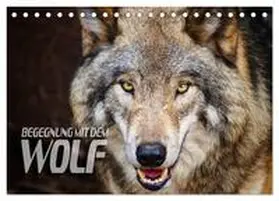 CALVENDO / Bleicher |  Begegnung mit dem Wolf (Tischkalender 2025 DIN A5 quer), CALVENDO Monatskalender | Sonstiges |  Sack Fachmedien