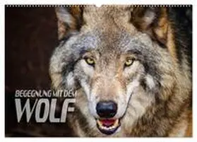 CALVENDO / Bleicher |  Begegnung mit dem Wolf (Wandkalender 2025 DIN A2 quer), CALVENDO Monatskalender | Sonstiges |  Sack Fachmedien