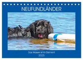 CALVENDO / Starick |  Neufundländer - Das Wasser ist ihr Element (Tischkalender 2025 DIN A5 quer), CALVENDO Monatskalender | Sonstiges |  Sack Fachmedien