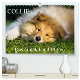 CALVENDO / Starick | Collie - Das Glück hat 4 Pfoten (hochwertiger Premium Wandkalender 2025 DIN A2 quer), Kunstdruck in Hochglanz | Sonstiges | 978-3-435-30895-8 | www.sack.de