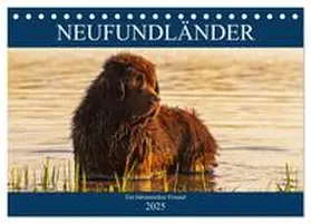 CALVENDO / Starick | Neufundländer - Ein bärenstarker Freund (Tischkalender 2025 DIN A5 quer), CALVENDO Monatskalender | Sonstiges | 978-3-435-30911-5 | www.sack.de