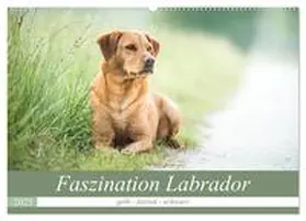 CALVENDO / Strunz |  Faszination Labrador - gelb, foxred, schwarz (Wandkalender 2025 DIN A2 quer), CALVENDO Monatskalender | Sonstiges |  Sack Fachmedien
