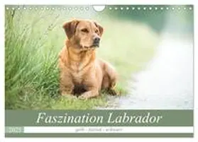 Strunz / CALVENDO |  Faszination Labrador - gelb, foxred, schwarz (Wandkalender 2025 DIN A4 quer), CALVENDO Monatskalender | Sonstiges |  Sack Fachmedien