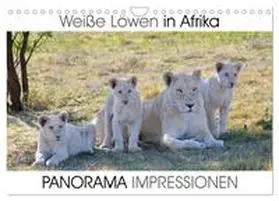 CALVENDO / Fraatz |  Weiße Löwen in Afrika PANORAMA IMPRESSIONEN (Wandkalender 2025 DIN A4 quer), CALVENDO Monatskalender | Sonstiges |  Sack Fachmedien