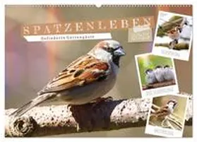 CALVENDO / Löwer |  Gefiederte Gartengäste, Spatzenleben (Wandkalender 2025 DIN A2 quer), CALVENDO Monatskalender | Sonstiges |  Sack Fachmedien