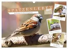 CALVENDO / Löwer |  Gefiederte Gartengäste, Spatzenleben (Wandkalender 2025 DIN A3 quer), CALVENDO Monatskalender | Sonstiges |  Sack Fachmedien