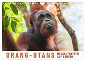 CALVENDO / Ristl | Orang-Utans Menschenaffen auf Borneo (Wandkalender 2025 DIN A4 quer), CALVENDO Monatskalender | Sonstiges | 978-3-435-32793-5 | www.sack.de