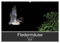CALVENDO / Schäfer |  Fledermäuse - Jäger der Nacht (Wandkalender 2025 DIN A2 quer), CALVENDO Monatskalender | Sonstiges |  Sack Fachmedien