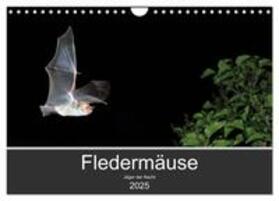CALVENDO / Schäfer | Fledermäuse - Jäger der Nacht (Wandkalender 2025 DIN A4 quer), CALVENDO Monatskalender | Sonstiges | 978-3-435-34782-7 | sack.de