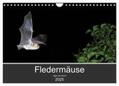 CALVENDO / Schäfer |  Fledermäuse - Jäger der Nacht (Wandkalender 2025 DIN A4 quer), CALVENDO Monatskalender | Sonstiges |  Sack Fachmedien