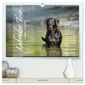 Strunz / CALVENDO |  Labrador Trio - 3 Farben, 3 Freunde (hochwertiger Premium Wandkalender 2025 DIN A2 quer), Kunstdruck in Hochglanz | Sonstiges |  Sack Fachmedien