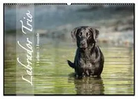 Strunz / CALVENDO |  Labrador Trio - 3 Farben, 3 Freunde (Wandkalender 2025 DIN A2 quer), CALVENDO Monatskalender | Sonstiges |  Sack Fachmedien