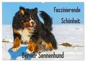 CALVENDO / Starick |  Faszinierende Schönheit Berner Sennenhund (Wandkalender 2025 DIN A2 quer), CALVENDO Monatskalender | Sonstiges |  Sack Fachmedien
