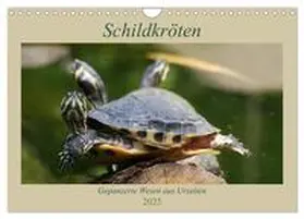 CALVENDO / Mielewczyk | Schildkröten - Gepanzerte Wesen aus Urzeiten (Wandkalender 2025 DIN A4 quer), CALVENDO Monatskalender | Sonstiges | 978-3-435-38541-6 | www.sack.de