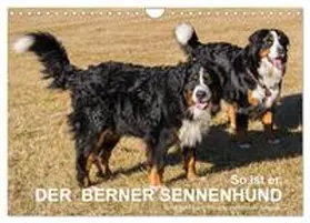 CALVENDO / Hunscheidt |  So ist er. Der Berner Sennenhund (Wandkalender 2025 DIN A4 quer), CALVENDO Monatskalender | Sonstiges |  Sack Fachmedien