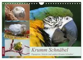CALVENDO / Mielewczyk |  Krumm Schnäbel - Papageien, Sittiche und andere Krumm Schnäbel (Wandkalender 2025 DIN A4 quer), CALVENDO Monatskalender | Sonstiges |  Sack Fachmedien