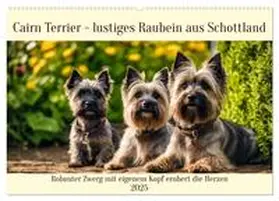 CALVENDO / Kleemann |  Cairn Terrier - lustiges Raubein aus Schottland (Wandkalender 2025 DIN A2 quer), CALVENDO Monatskalender | Sonstiges |  Sack Fachmedien