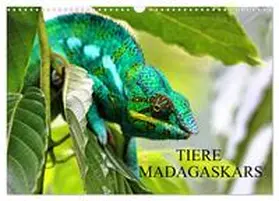 CALVENDO / Baur |  Tiere Madagaskars (Wandkalender 2025 DIN A3 quer), CALVENDO Monatskalender | Sonstiges |  Sack Fachmedien