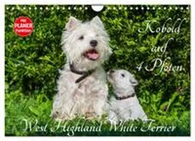 CALVENDO / Starick |  Kobold auf 4 Pfoten - West Highland White Terrier (Wandkalender 2025 DIN A4 quer), CALVENDO Monatskalender | Sonstiges |  Sack Fachmedien