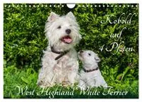 CALVENDO / Starick |  Kobold auf 4 Pfoten - West Highland White Terrier (Wandkalender 2025 DIN A4 quer), CALVENDO Monatskalender | Sonstiges |  Sack Fachmedien