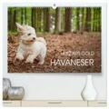 Mayer / CALVENDO |  Havaneser - Herz aus Gold (hochwertiger Premium Wandkalender 2025 DIN A2 quer), Kunstdruck in Hochglanz | Sonstiges |  Sack Fachmedien