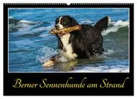 CALVENDO / Starick |  Berner Sennenhunde am Strand (Wandkalender 2025 DIN A2 quer), CALVENDO Monatskalender | Sonstiges |  Sack Fachmedien