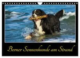 CALVENDO / Starick |  Berner Sennenhunde am Strand (Wandkalender 2025 DIN A4 quer), CALVENDO Monatskalender | Sonstiges |  Sack Fachmedien