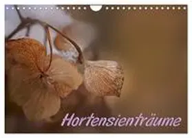 CALVENDO / - Petra Voß |  Hortensienträume (Wandkalender 2025 DIN A4 quer), CALVENDO Monatskalender | Sonstiges |  Sack Fachmedien