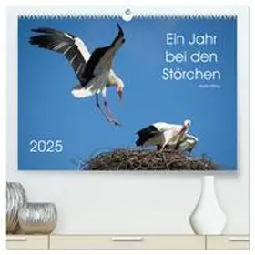 CALVENDO / Bittner | Ein Jahr bei den Störchen (hochwertiger Premium Wandkalender 2025 DIN A2 quer), Kunstdruck in Hochglanz | Sonstiges | 978-3-435-52500-3 | www.sack.de