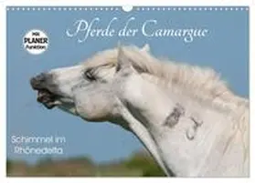 CALVENDO / Bölts |  Pferde der Camargue – Schimmel im Rhônedelta (Wandkalender 2025 DIN A3 quer), CALVENDO Monatskalender | Sonstiges |  Sack Fachmedien