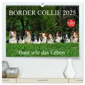 CALVENDO / Starick |  Border Collie 2025 (hochwertiger Premium Wandkalender 2025 DIN A2 quer), Kunstdruck in Hochglanz | Sonstiges |  Sack Fachmedien