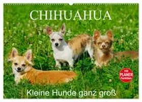 CALVENDO / Starick |  Chihuahua - Kleine Hunde ganz groß (Wandkalender 2025 DIN A2 quer), CALVENDO Monatskalender | Sonstiges |  Sack Fachmedien