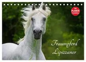 CALVENDO / Starick |  Traumpferd Lipizzaner (Tischkalender 2025 DIN A5 quer), CALVENDO Monatskalender | Sonstiges |  Sack Fachmedien