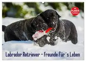 CALVENDO / Starick | Labrador Retriever - Freunde für´s Leben (Wandkalender 2025 DIN A2 quer), CALVENDO Monatskalender | Sonstiges | 978-3-435-54438-7 | www.sack.de