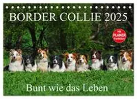 CALVENDO / Starick |  Border Collie 2025 (Tischkalender 2025 DIN A5 quer), CALVENDO Monatskalender | Sonstiges |  Sack Fachmedien