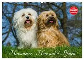 CALVENDO / Starick |  Havaneser - Herz auf 4 Pfoten (Wandkalender 2025 DIN A2 quer), CALVENDO Monatskalender | Sonstiges |  Sack Fachmedien