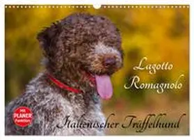 CALVENDO / Starick |  Lagotto Romagnolo - Italienischer Trüffelhund (Wandkalender 2025 DIN A3 quer), CALVENDO Monatskalender | Sonstiges |  Sack Fachmedien